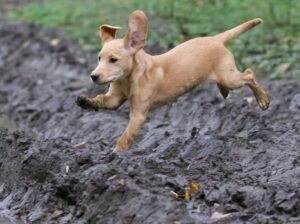 (Sample Ad) Adorable Labrador Puppies for Sale – Vaccinated & Healthy!