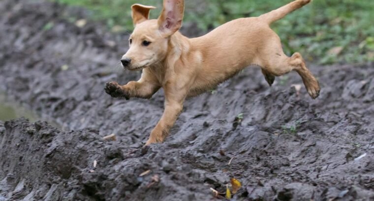 (Sample Ad) Adorable Labrador Puppies for Sale – Vaccinated & Healthy!