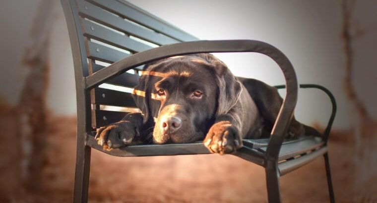 (Sample Ad) Adorable Labrador Puppies for Sale – Vaccinated & Healthy!